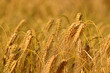Weizen Feld - goldene Ähren