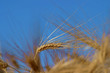 Goldene Ähre vor blauem Himmel