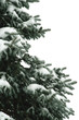 Fir Tree with Snow