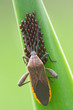 Bugs laying eggs Bugs laying eggs