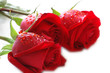 Three roses with water drops  isolated on the white