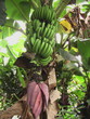 Régime de bananes avec fleur Régime de bananes avec fleur