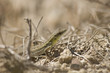 reptile