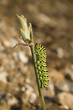 chenille