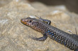 podarcis_peloponnesiaca