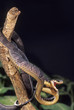Blandings tree snake native to central Africa Blandings tree snake native to central Africa