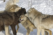 Wolf pack dominance fight. Northern Minnesota Wolf pack dominance fight. Northern Minnesota