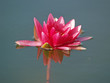 Nymphaea (red water lily) three, close-up