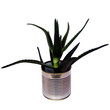 Tin can vase with plant
