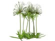 Illustration of a papyrus plant (raytraced image)