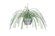 Illustration of an Asparagus Fern, a hanging plant