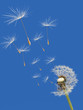 wind wind