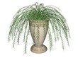 Illustration of an Asparagus Fern, a hanging plant