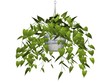 Illustration of a philodendron, a hanging plant