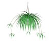 Illustration of a spider plant, a hanging plant
