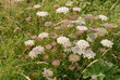 prairie