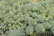 plante grace 002
