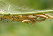 chenille