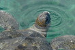 tortue 005