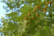 platane, fruit
