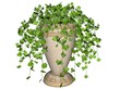 Illustration of a swedish ivy, a hanging plant