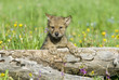 Gray wolf cub in field of spring flowers. Gray wolf cub in field of spring flowers.