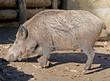 Sanglier 3