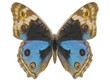 Illustration of a butterfly, Blue Pansy, ray-traced image Illustration of a butterfly, Blue Pansy, ray-traced image