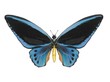 Illustration of a butterfly, Birdwing, ray-traced image Illustration of a butterfly, Birdwing, ray-traced image