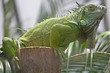 Iguane verte 2