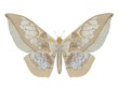 Illustration of a butterfly, Glasswing, ray-traced image Illustration of a butterfly, Glasswing, ray-traced image