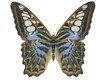 Illustration of a butterfly, Clipper, ray-traced image Illustration of a butterfly, Clipper, ray-traced image