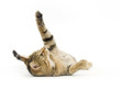 upside down kitten