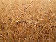 Barley (Hordeum distichum) head, close-up Barley (Hordeum distichum) head, close-up
