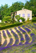 Champ de lavande - Field of lavander