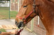 Mustang drinking from the hose Mustang drinking from the hose