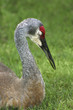 Sandhill Crane Sandhill Crane