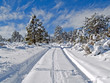 Rural forest road in winter Rural forest road in winter