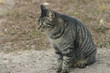 Barn cat Barn cat
