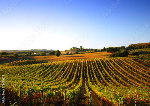 Vineyard in Italy