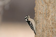 A small downey woodpecker climbing the side of a tree.