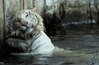 white bengal tiger scratching his back