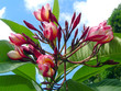 fleurs