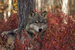 Gray wolf in autumn blueberry bush Gray wolf in autumn blueberry bush