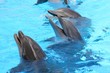 Laughing Dolphins