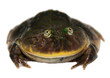 A large toad
