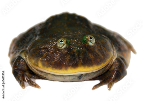 A Large Toad