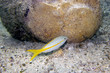 Poisson tropical