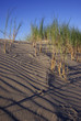 Oyats sur la dune