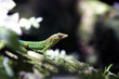 Lézard Anoli